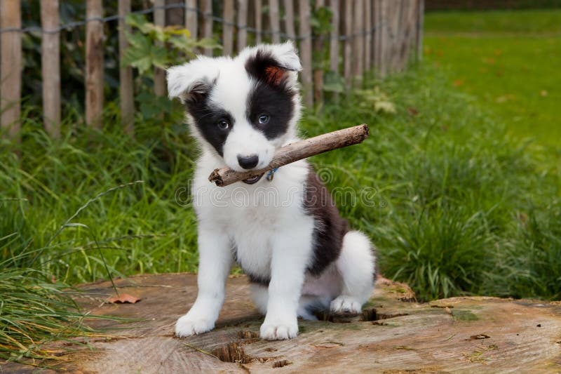 Perrito del collie de frontera en hierba imagenes de archivo