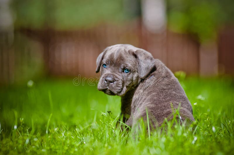 Perrito del corso del bastón con los ojos azules imagen de archivo libre de regalías Perrito del corso del bastón con los ojos azules imagen de archivo libre de regalías