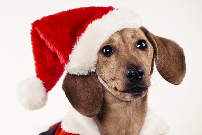 Perrito del Dachshund que desgasta el sombrero de Papá Noel fotografía de archivo Perrito del Dachshund que desgasta el sombrero de Papá Noel fotografía de archivo