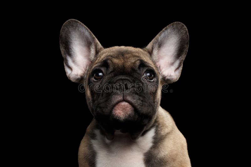 Perrito del dogo francés del retrato del primer, mirada linda in camera, aislado imágenes de archivo libres de regalías Perrito del dogo francés del retrato del primer, mirada linda in camera, aislado imágenes de archivo libres de regalías