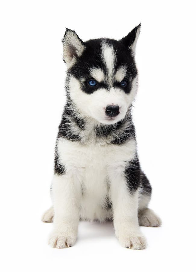 Perrito del husky siberiano foto de archivo Perrito del husky siberiano foto de archivo
