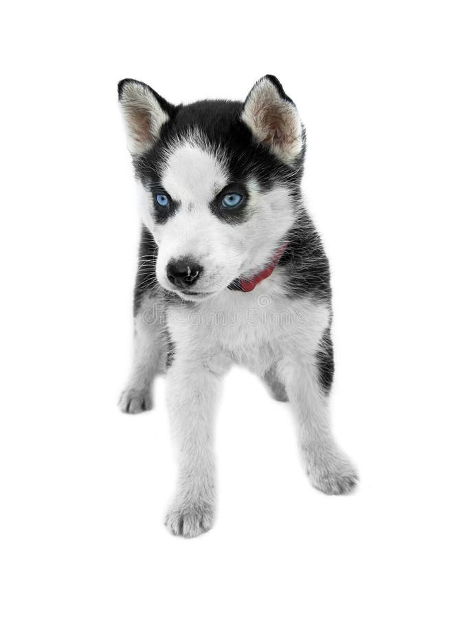 Perrito del husky siberiano de los ojos azules fotos de archivo libres de regalías Perrito del husky siberiano de los ojos azules fotos de archivo libres de regalías