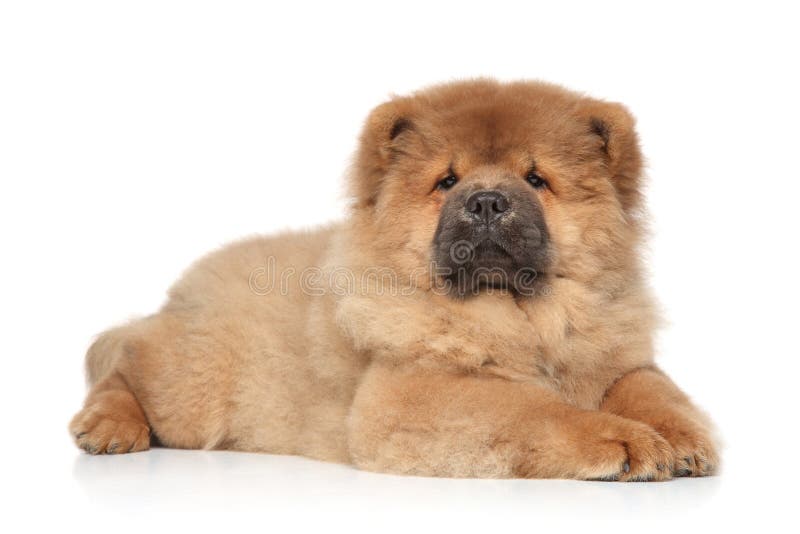 Perrito Del Chow Chow En Un Fondo Blanco Foto De Archivo Imagen De Cachorro Chino