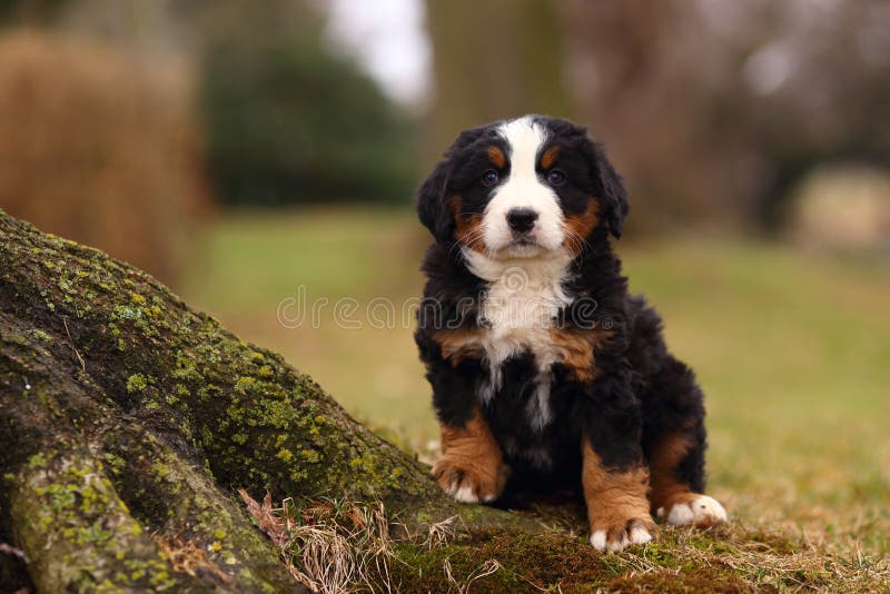 A beautiful, alert Bernese Mountain Dog puppy sits by an old tree covered in moss. Bernese Mountain Dogs are known for their loyalty and intelligence. A beautiful, alert Bernese Mountain Dog puppy sits by an old tree covered in moss. Bernese Mountain Dogs are known for their loyalty and intelligence.