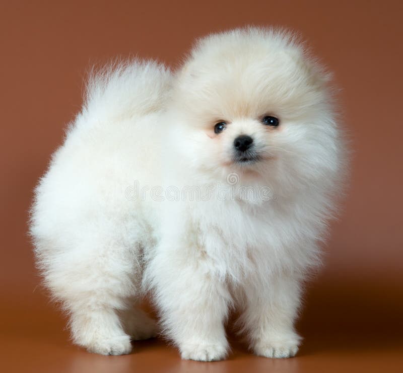 Perrito del perro de Pomerania-perro imágenes de archivo libres de regalías Perrito del perro de Pomerania-perro imágenes de archivo libres de regalías