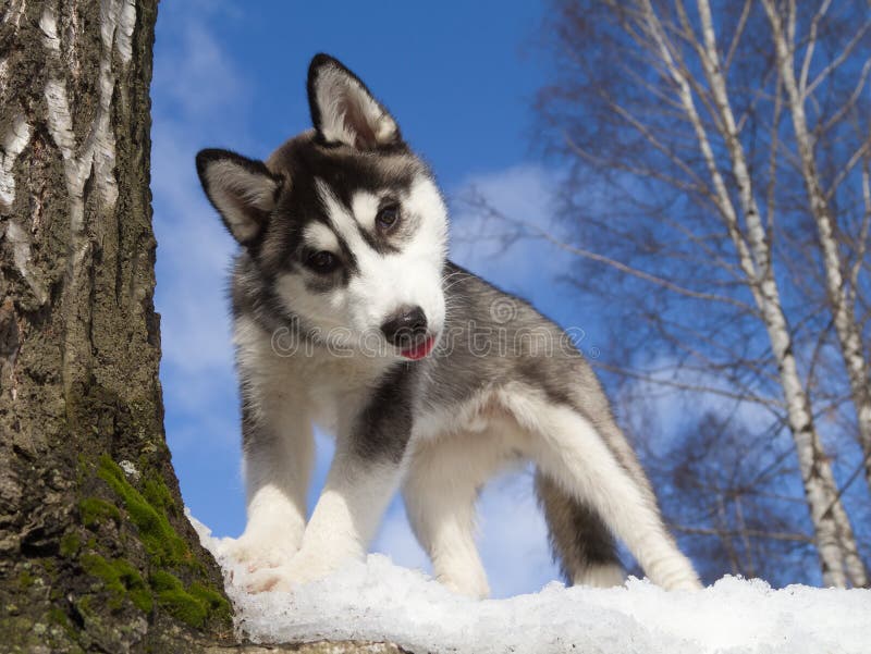 Siberian Husky Puppy 3 months old. Siberian Husky Puppy 3 months old