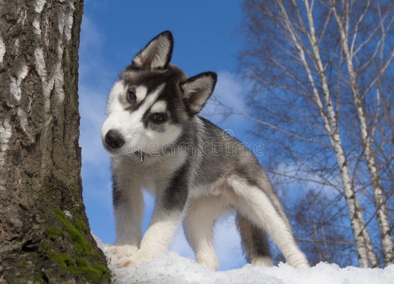 Siberian Husky Puppy 3 months old. Siberian Husky Puppy 3 months old