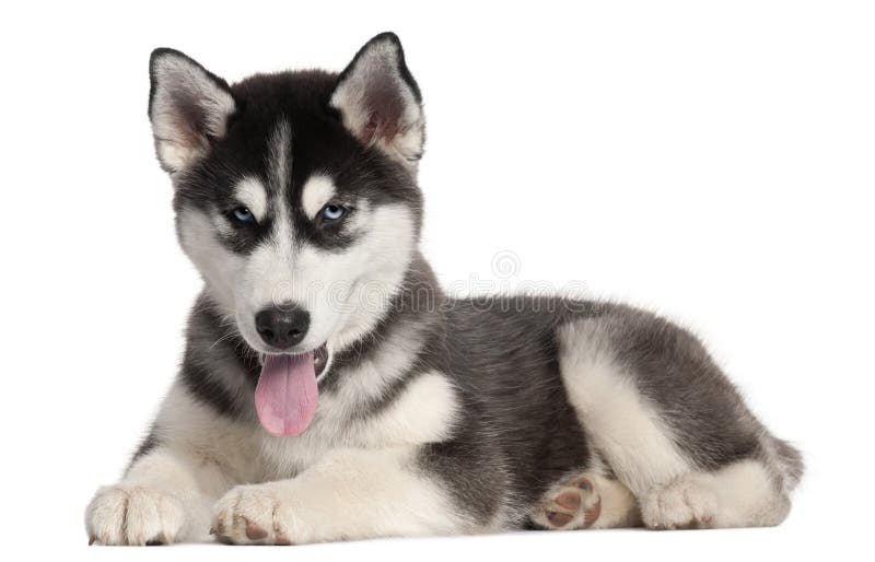 Perrito del perro esquimal siberiano, 4 meses, mintiendo imagenes de archivo Perrito del perro esquimal siberiano, 4 meses, mintiendo imagenes de archivo
