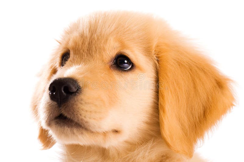 Perrito del perro perdiguero de oro foto de archivo libre de regalías Perrito del perro perdiguero de oro foto de archivo libre de regalías