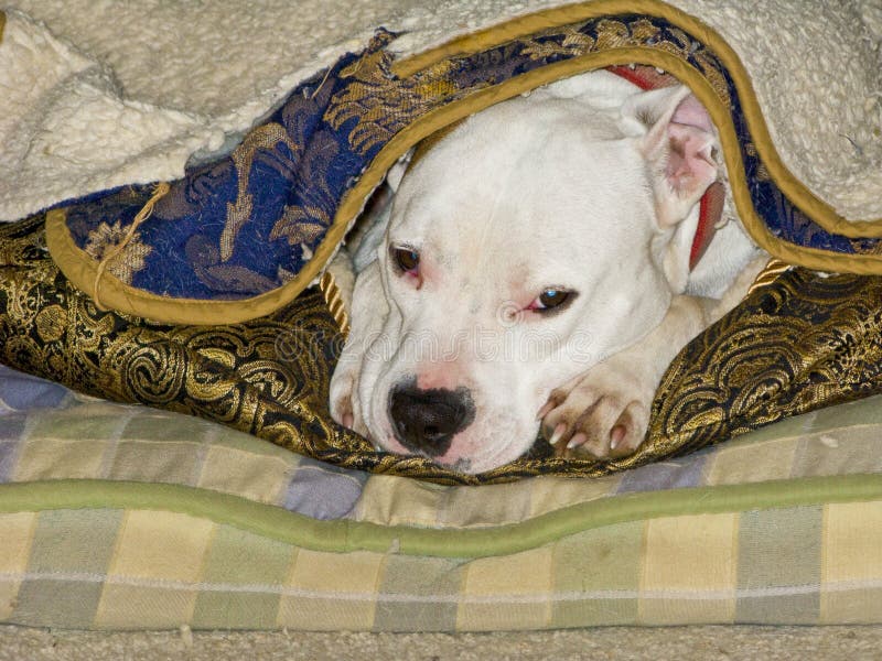 Perrito del pitbull el dormir foto de archivo Perrito del pitbull el dormir foto de archivo