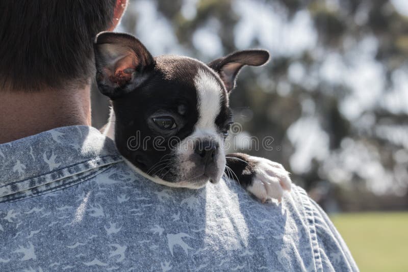 Perrito del terrier de Boston, calma, descansando sobre el hombro masculino del dueño s al aire libre, pacífica y linda foto de archivo libre de regalías Perrito del terrier de Boston, calma, descansando sobre el hombro masculino del dueño s al aire libre, pacífica y linda foto de archivo libre de regalías