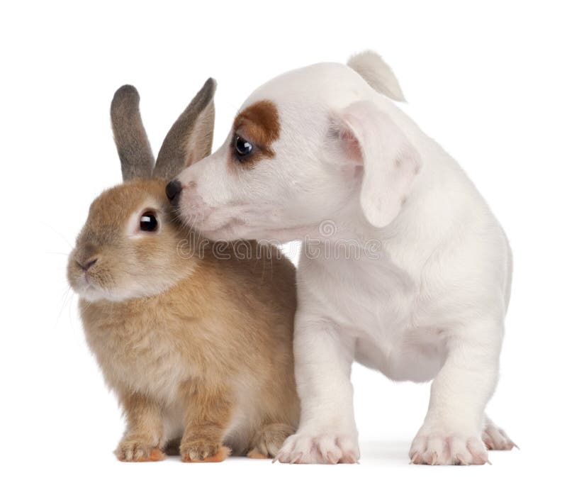 Perrito del terrier de Gato Russell y un conejo imagen de archivo libre de regalías Perrito del terrier de Gato Russell y un conejo imagen de archivo libre de regalías