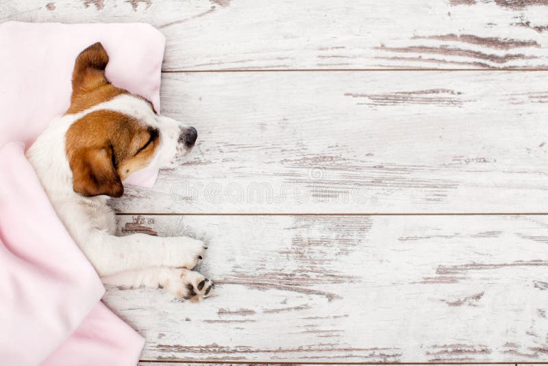 Sleeping puppy on small pillow. Dog jack russell at home. Sleeping puppy on small pillow. Dog jack russell at home