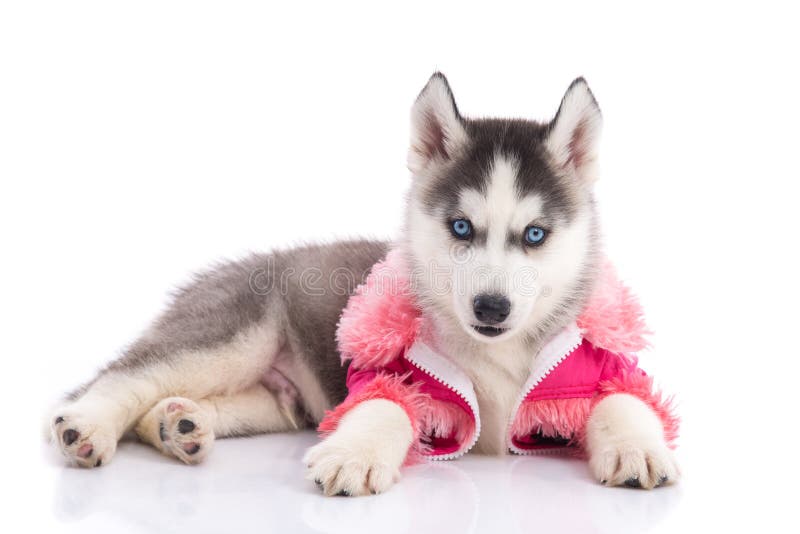 Perrito En En Un Fondo Foto de archivo Imagen de azul, fornido: 60164110