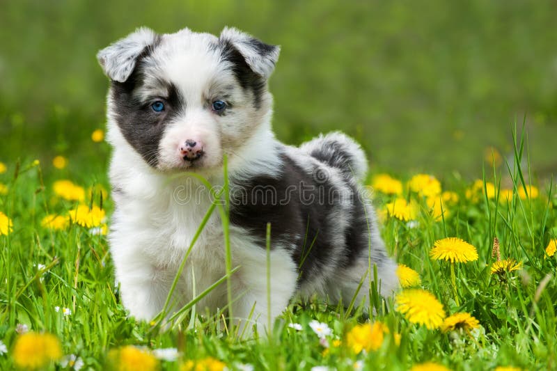 Perrito en un prado imágenes de archivo libres de regalías Perrito en un prado imágenes de archivo libres de regalías