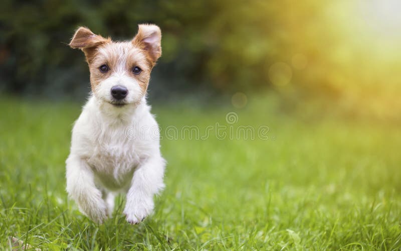 Perrito feliz del perro casero que corre en la hierba