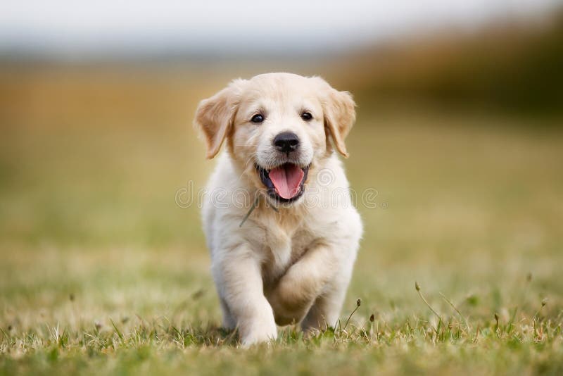 Perrito feliz del perro perdiguero de oro
