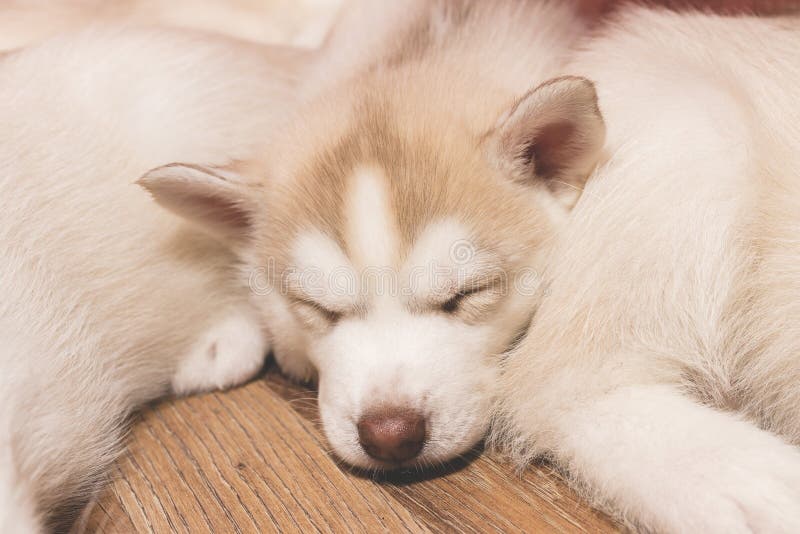 Perrito fornido el dormir en el piso foto de archivo libre de regalías Perrito fornido el dormir en el piso foto de archivo libre de regalías