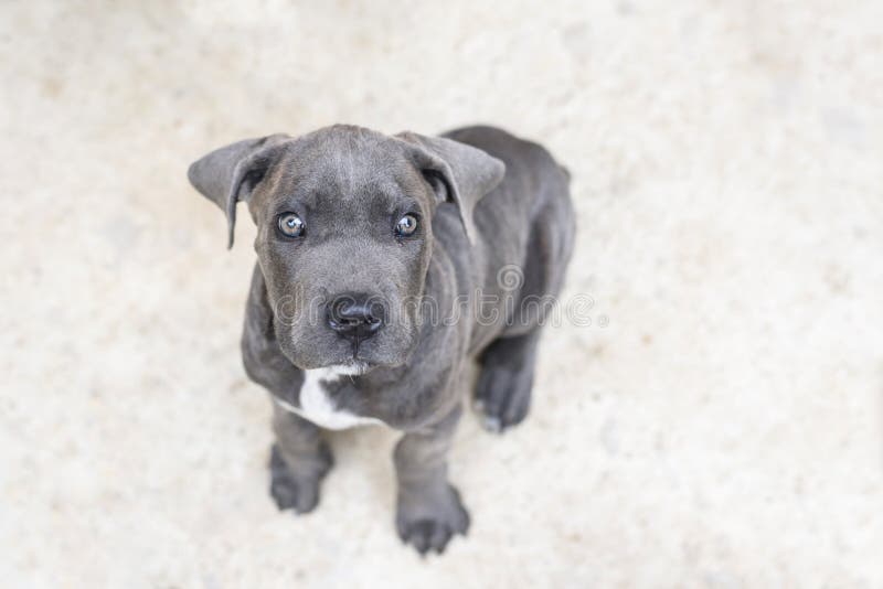 Perrito gris adorable del corso del bastón, cierre para arriba fotografía de archivo libre de regalías Perrito gris adorable del corso del bastón, cierre para arriba fotografía de archivo libre de regalías