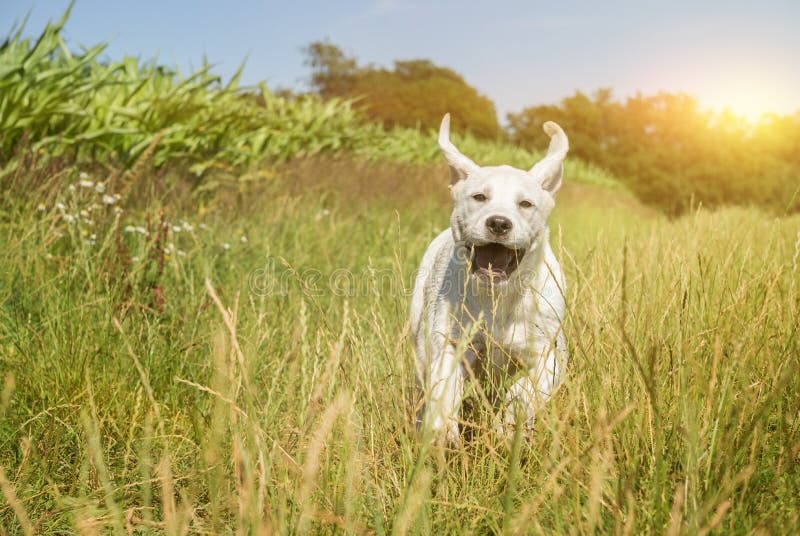 Perrito joven del perro de Labrador que corre con la cara divertida imagenes de archivo Perrito joven del perro de Labrador que corre con la cara divertida imagenes de archivo