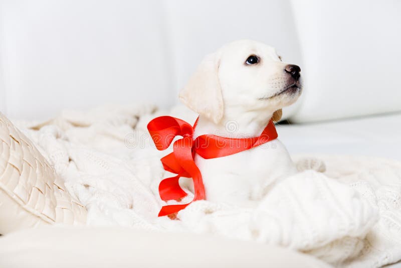 Perrito lindo con la cinta roja en su cuello imágenes de archivo libres de regalías Perrito lindo con la cinta roja en su cuello imágenes de archivo libres de regalías