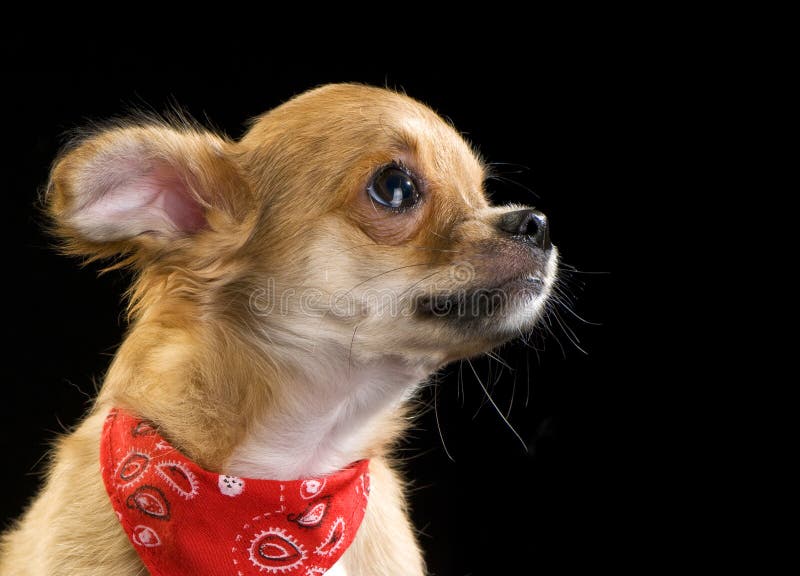 Perrito lindo de la chihuahua con el retrato rojo del bandana foto de archivo libre de regalías Perrito lindo de la chihuahua con el retrato rojo del bandana foto de archivo libre de regalías