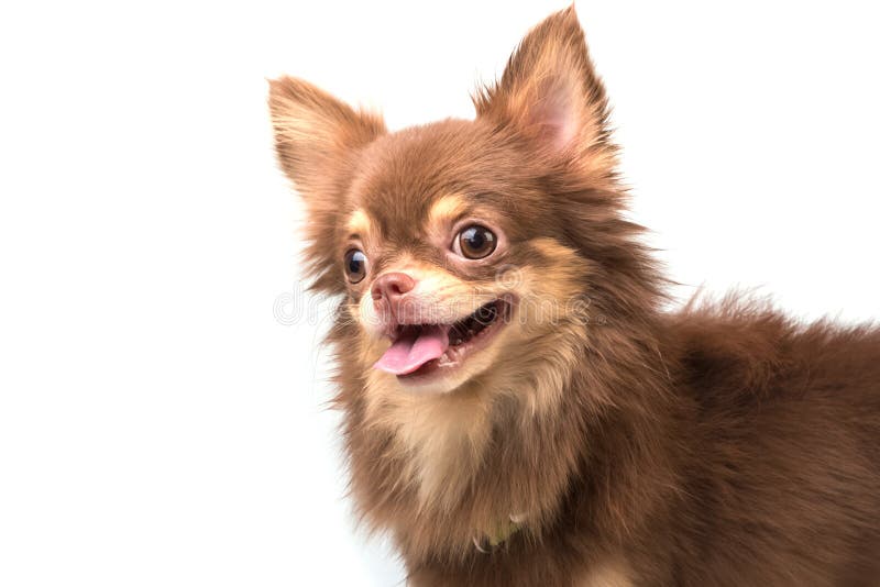 Perrito lindo de la chihuahua que se coloca derecho de mirada fotografía de archivo libre de regalías Perrito lindo de la chihuahua que se coloca derecho de mirada fotografía de archivo libre de regalías