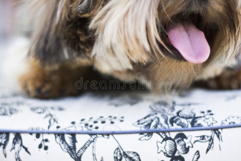 Perrito lindo de Yorkshire Terrier que se sienta en silla de cubierta fotografía de archivo Perrito lindo de Yorkshire Terrier que se sienta en silla de cubierta fotografía de archivo