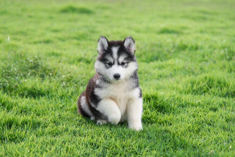Perrito lindo del husky siberiano imagen de archivo libre de regalías Perrito lindo del husky siberiano imagen de archivo libre de regalías