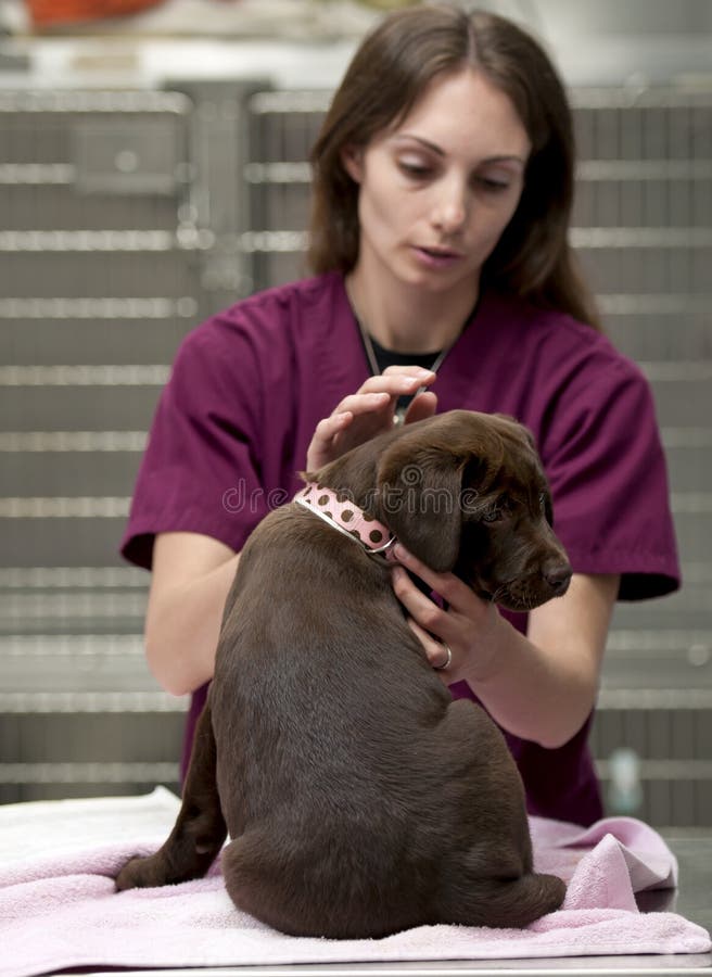 Perrito marrón del laboratorio en el veterinario fotos de archivo Perrito marrón del laboratorio en el veterinario fotos de archivo