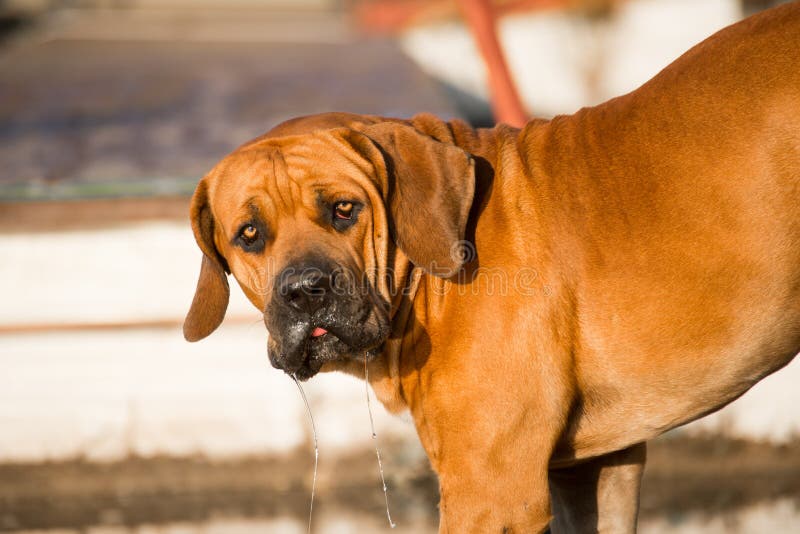 Perrito masculino de Boerboel fotografía de archivo libre de regalías Perrito masculino de Boerboel fotografía de archivo libre de regalías
