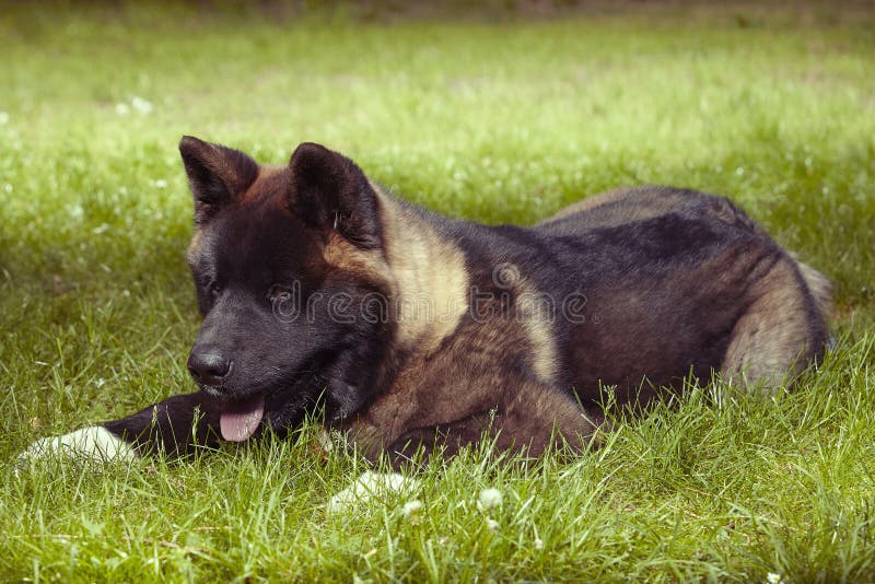 Perrito masculino joven del perro de Akita del americano que pone en parque imágenes de archivo libres de regalías Perrito masculino joven del perro de Akita del americano que pone en parque imágenes de archivo libres de regalías