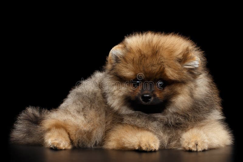 Perrito Miniatura Del Perro De Pomerania De Pomeranian En