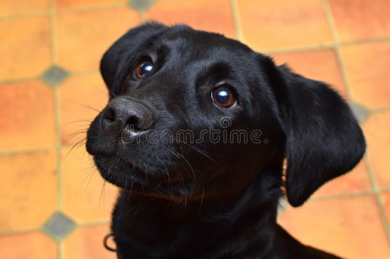 Cachorro Labrador negro imagenes de archivo