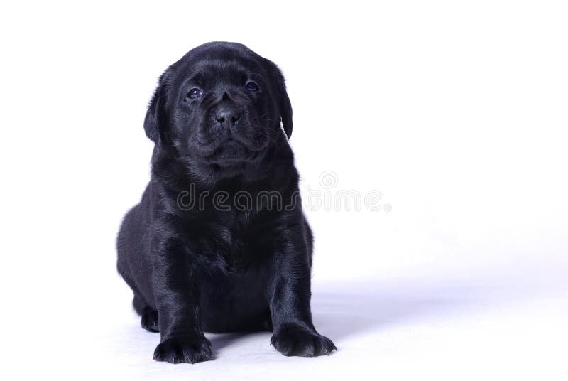 Cachorro labrador negro imagen de archivo libre de regalías