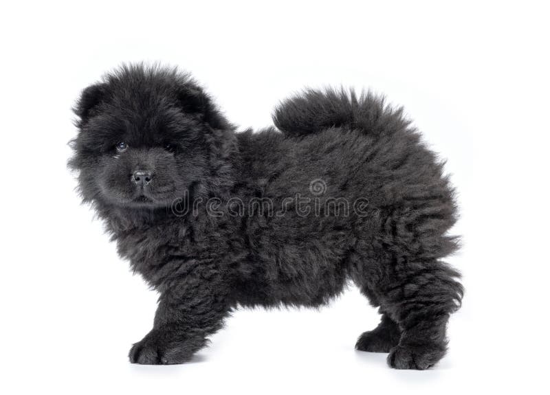 Perrito Negro Mullido Del Chow Chow Aislado En El Fondo Blanco Foto De Archivo Imagen De Perrito Animal Perrito Negro Mullido Del Chow Chow Aislado En El Fondo Blanco Foto De Archivo Imagen De Perrito Animal