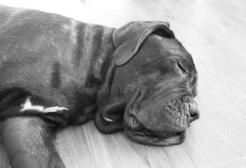 Perrito negro que duerme en piso imagen de archivo Perrito negro que duerme en piso imagen de archivo