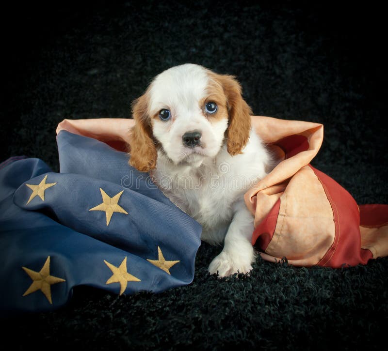Perrito patriótico fotografía de archivo libre de regalías Perrito patriótico fotografía de archivo libre de regalías