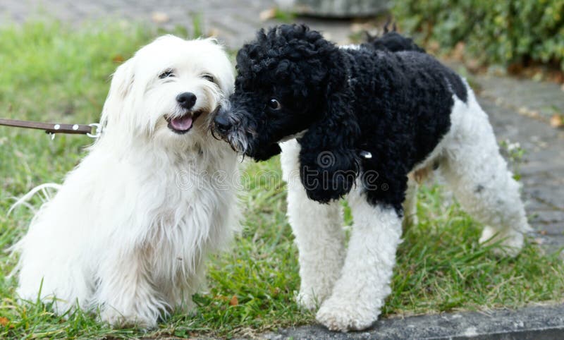 Perrito-perros a jugar imagen de archivo Perrito-perros a jugar imagen de archivo
