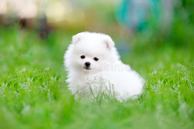 Perrito Pomeranian Blanco Del Perro De Pomerania Que Se