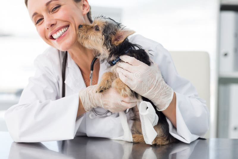Perrito que besa al veterinario de sexo femenino foto de archivo libre de regalías Perrito que besa al veterinario de sexo femenino foto de archivo libre de regalías
