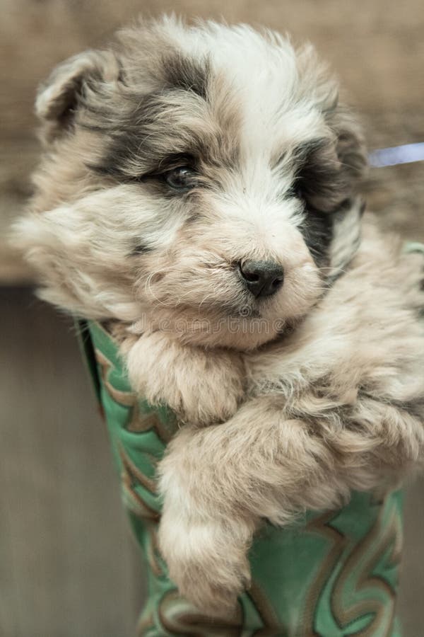 Perrito que descansa dentro de la bota de vaquero fotografía de archivo libre de regalías Perrito que descansa dentro de la bota de vaquero fotografía de archivo libre de regalías
