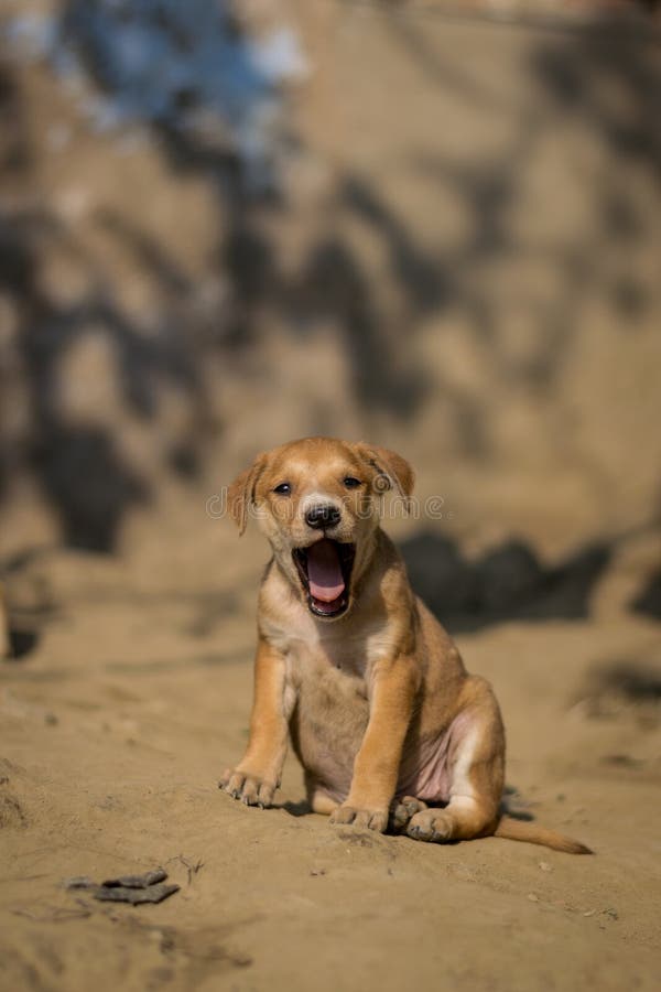 Perrito que hace el bostezo fotos de archivo libres de regalías Perrito que hace el bostezo fotos de archivo libres de regalías