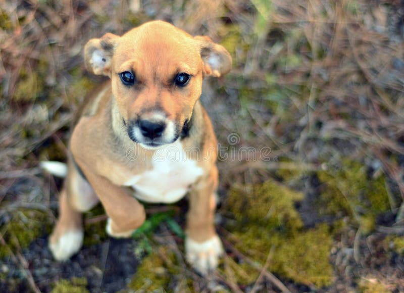 Perrito que pide con los ojos lindos fotos de archivo Perrito que pide con los ojos lindos fotos de archivo