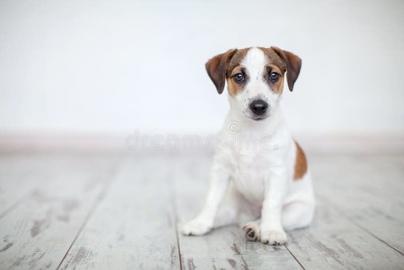 Perrito que se sienta en piso foto de archivo Perrito que se sienta en piso foto de archivo