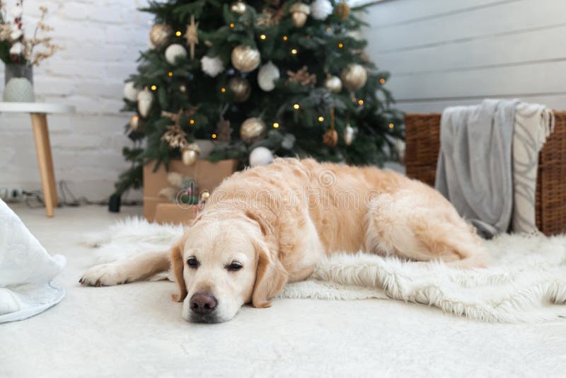 Perrito perrito recuperador dorado siesta en pelaje artificial blanco cerca del árbol de navidad fotos de archivo libres de regalías
