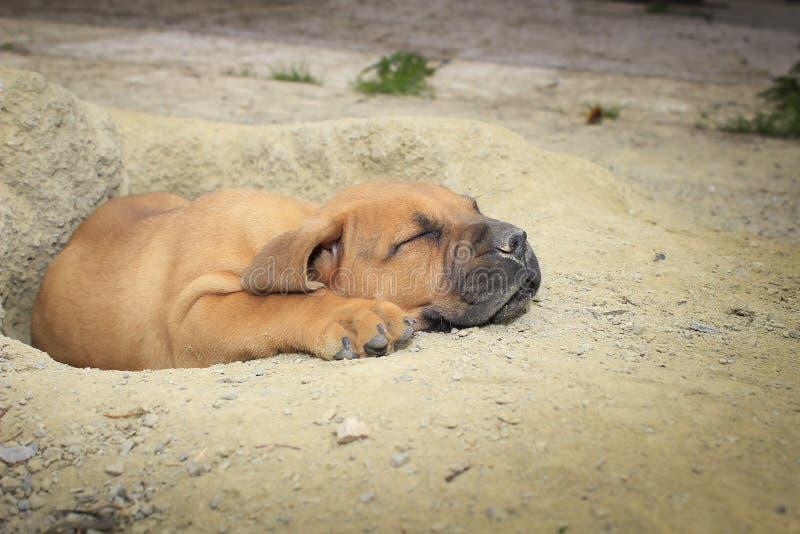Perrito surafricano de Boerboel imagen de archivo libre de regalías Perrito surafricano de Boerboel imagen de archivo libre de regalías