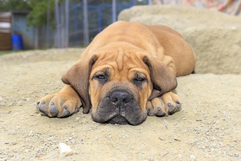 Perrito surafricano de Boerboel fotos de archivo libres de regalías Perrito surafricano de Boerboel fotos de archivo libres de regalías