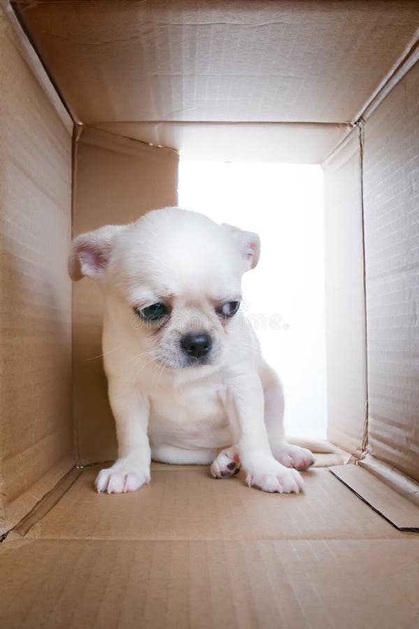 Perrito triste en la caja de cartón fotografía de archivo libre de regalías Perrito triste en la caja de cartón fotografía de archivo libre de regalías