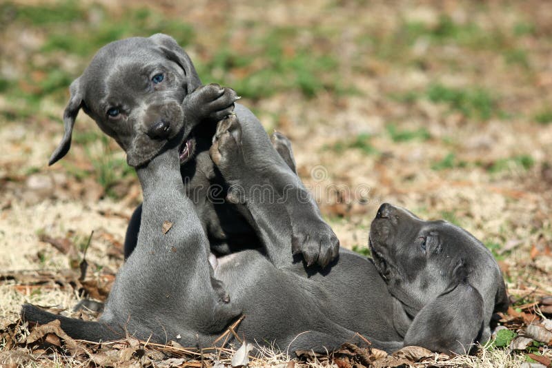 Perritos azules de Weimaraner imagen de archivo Perritos azules de Weimaraner imagen de archivo